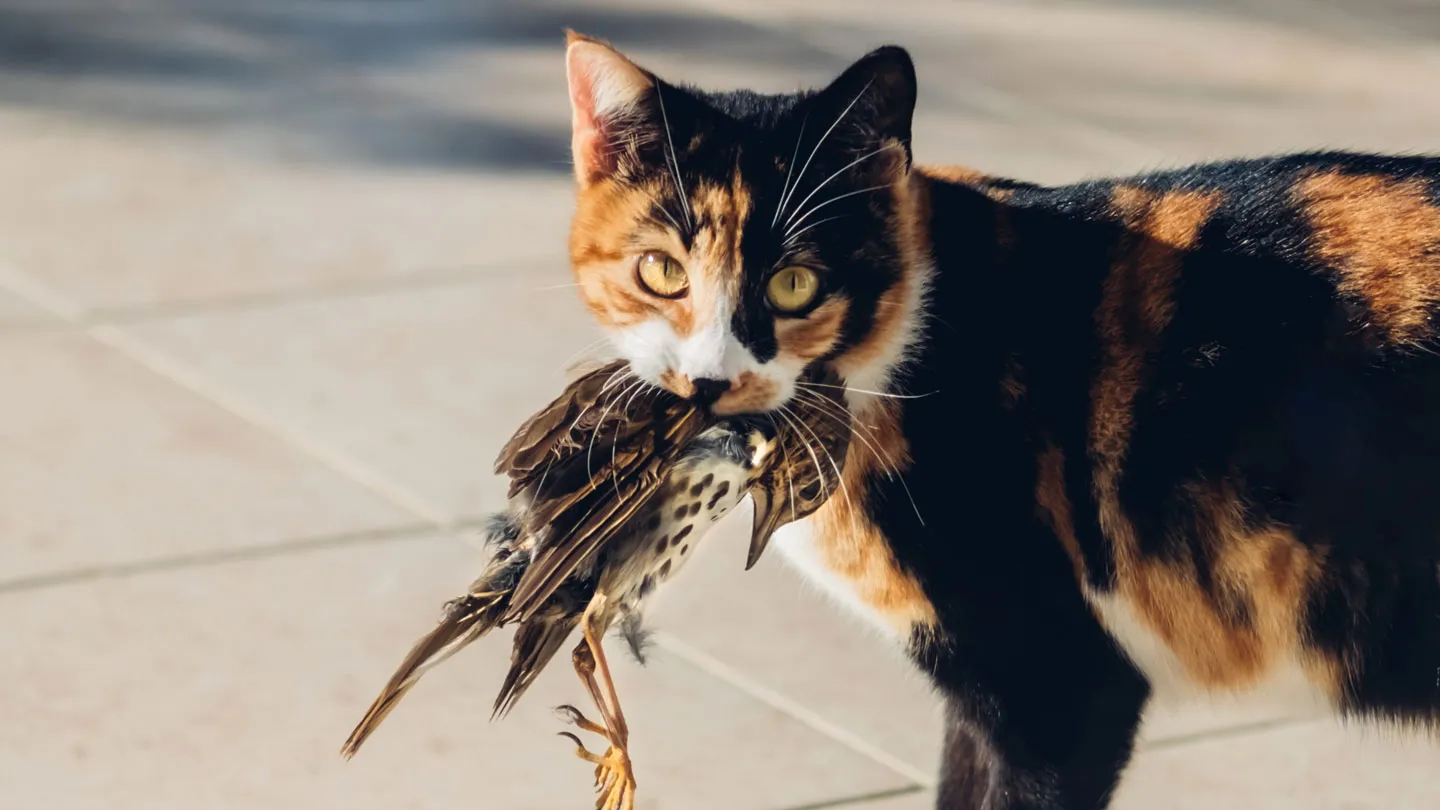 Kucing Bisa Menularkan Flu Burung ke Manusia? Ini Kata Para Ahli!