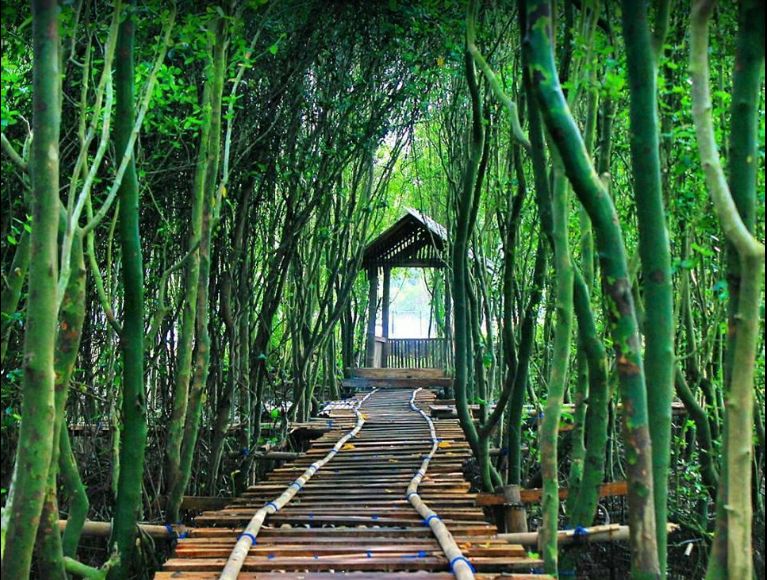 Eksplor Keajaiban Hutan Bakau: Destinasi Liburan Anti Mainstream Buat Kamu