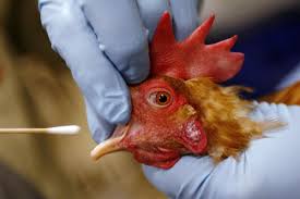 Flu Burung Makin Ganas? Yuk Kenali Fakta dan Cara Lindungi Diri dari Ancaman Virus Ini 