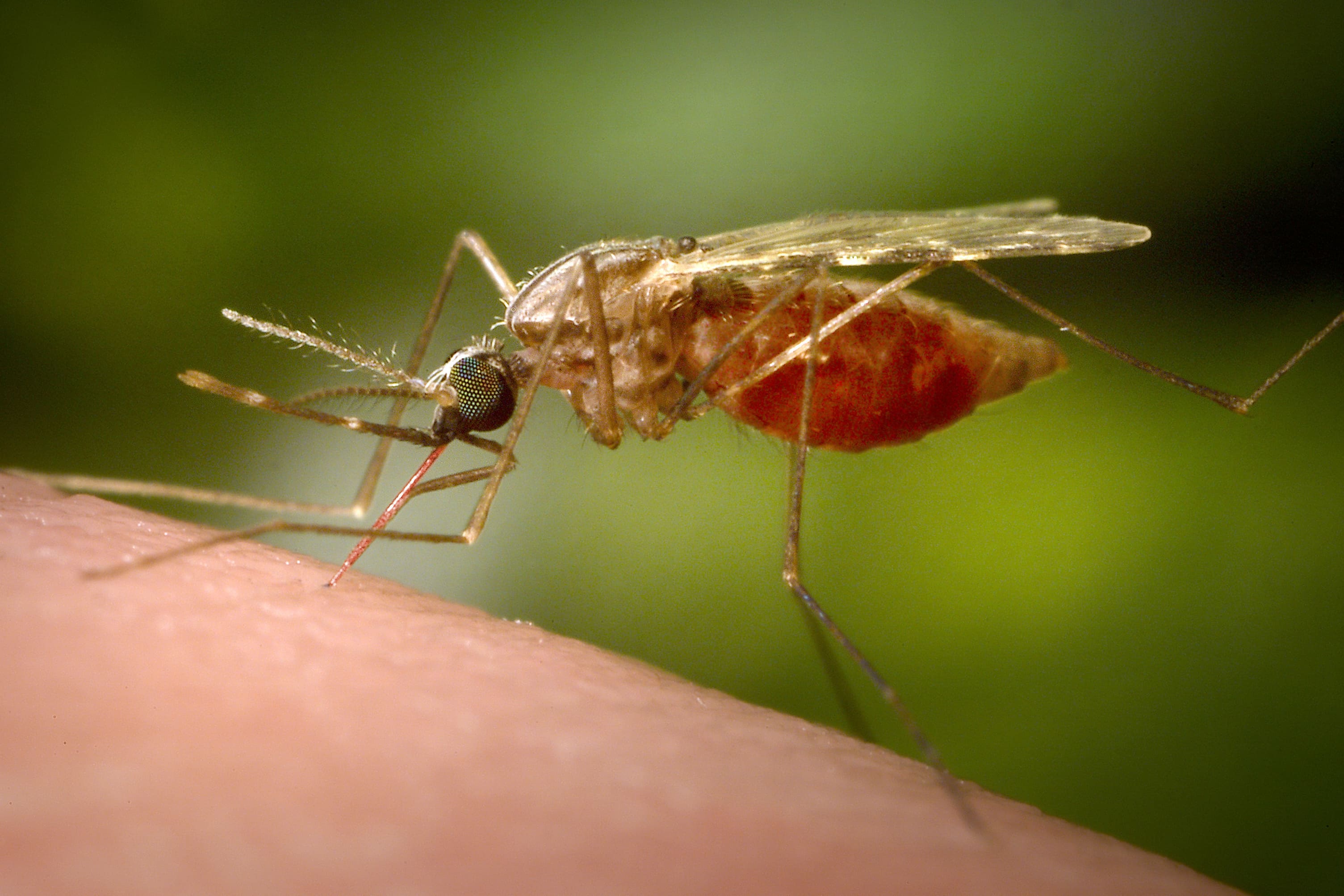 Ilmuwan Temukan Cara Baru Cegah Malaria! Bukan Dibunuh, Nyamuk Kini Diobati 