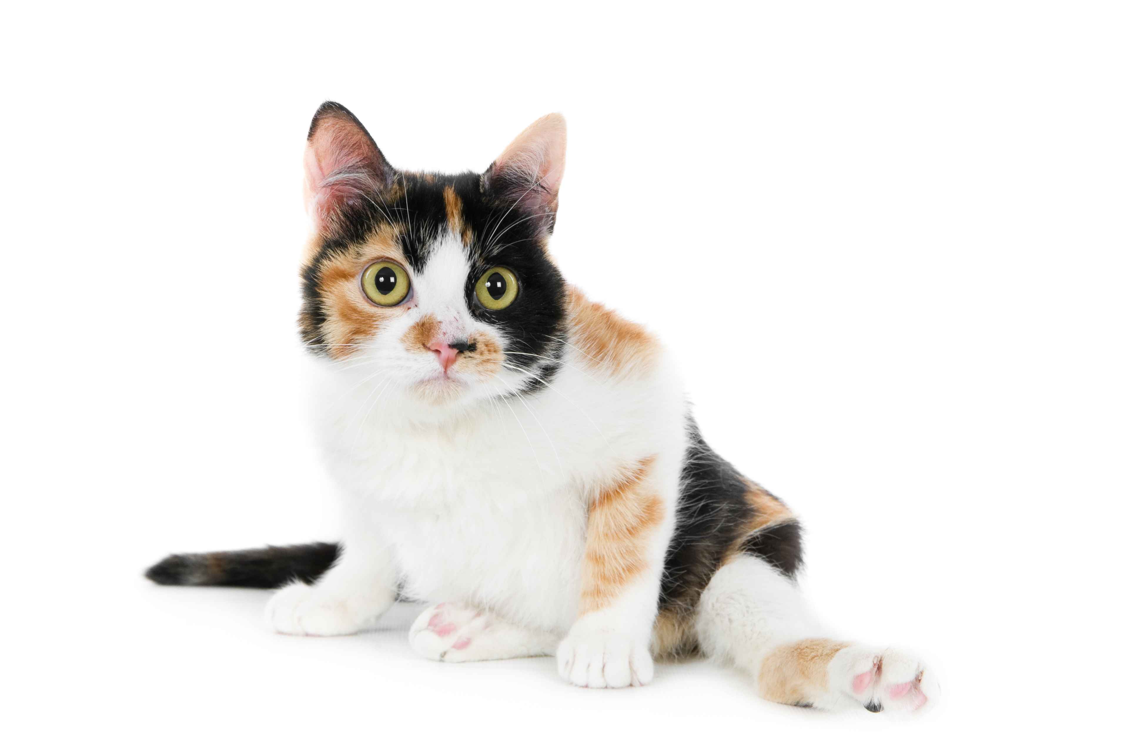 Viral Tren Rambut Belang Ala Kucing yang Lagi Hits di Kalangan Gen Z