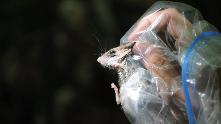 Kasus Hantavirus di Indonesia Picu Alarm Bahaya Tikus, Waspada Sebelum Terlambat! 