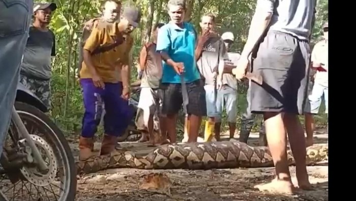 Ular Piton Raksasa Telan Petani Hidup Hidup! Warga Geger Saat Perut Dibedah, Isiannya Mengejutkan