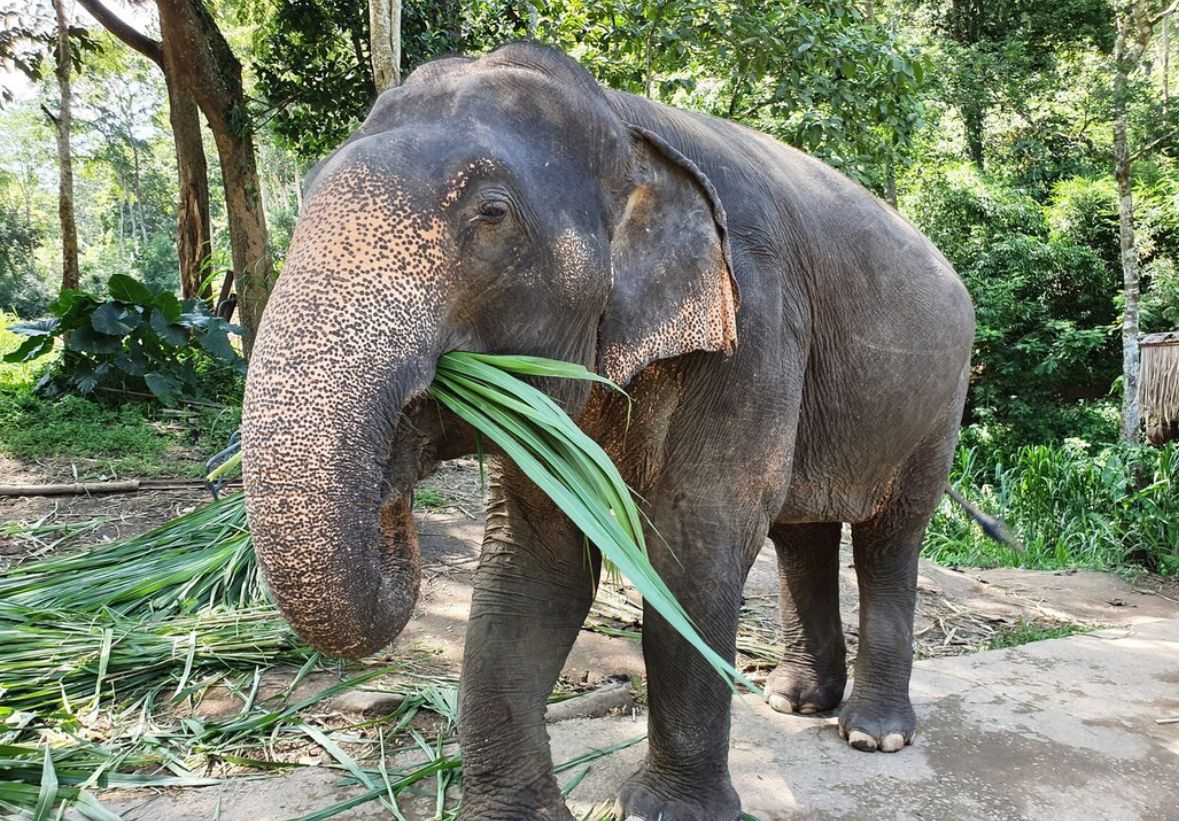 Selamat Jalan Vatsala! Gajah Tertua di Asia Mati di Umur 100 Tahun