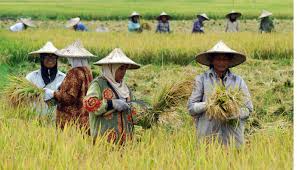 Penuhi 4 dari 7 Kelompok Makanan, Indonesia Belum Dianggap Mampu Swasembada Penuh