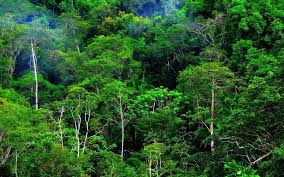 'Voluntary Carbon Market' Buka Peluang Pendanaan Iklim dan Inovasi