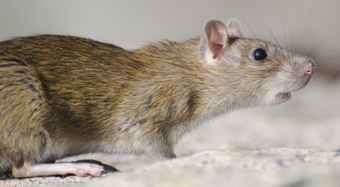 Aman dan Efektif, Ini 5 Cara Alami Usir Tikus dari Rumah Tanpa Gunakan Racun Berbahaya
