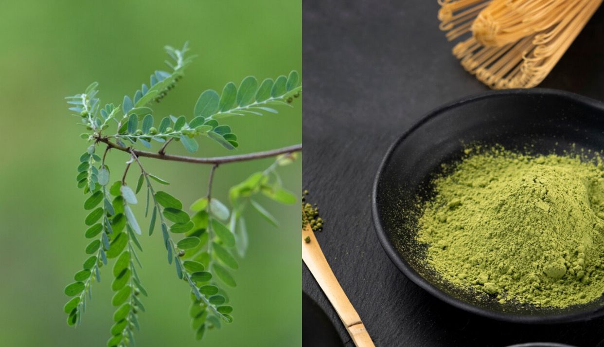Mengenal Daun Kelor, Minuman Sehat Pengganti Matcha yang Lebih Terjangkau dan Kaya Nutrisi untuk Kecantikan