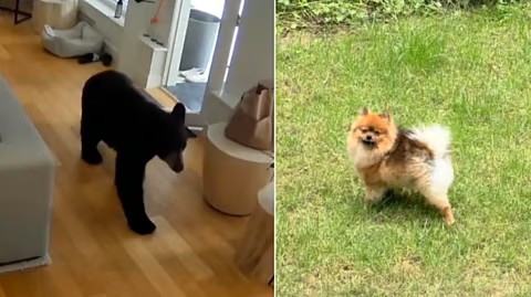 Nggak Takut Mati! Anjing Pomeranian Berhasil Usir Beruang Hitam dari Dalam Rumah