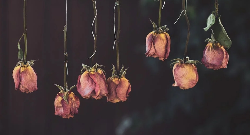 10 Jenis Bunga yang Cocok Dijadikan Dried Flower, Rumah Dijamin Estetik!