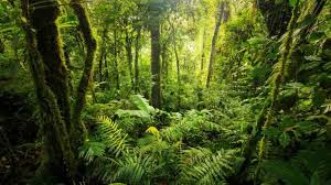 Hutan Tropis Indonesia Berpotensi Besar Serap Emisi Karbon         