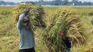 Pemerintah Harus Kendalikan Harga Beras agar Tak Rugikan Petani