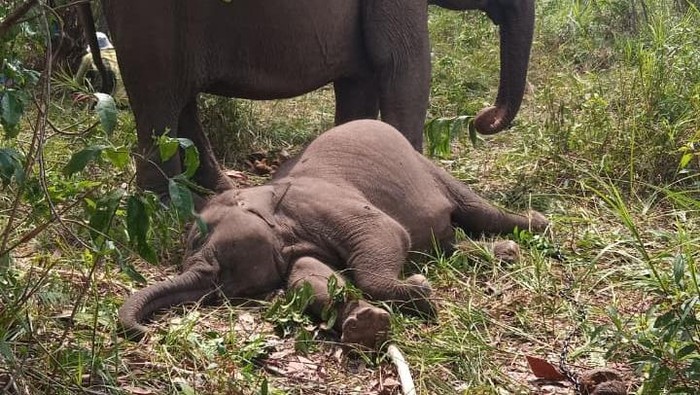 Tragis! Kronologi Kematian Anak Gajah Viral Tari, Dari Riang Bermain Hingga Tewas Mendadak dengan Perut Menggembung!