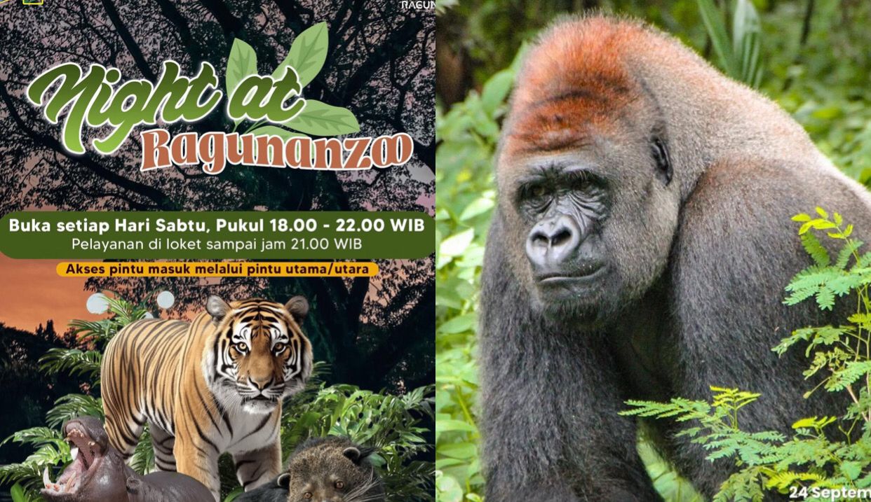 Ragunan Buka Malam Hari! Nikmati ‘Night at the Ragunan Zoo’ Mulai 11 Oktober 2025