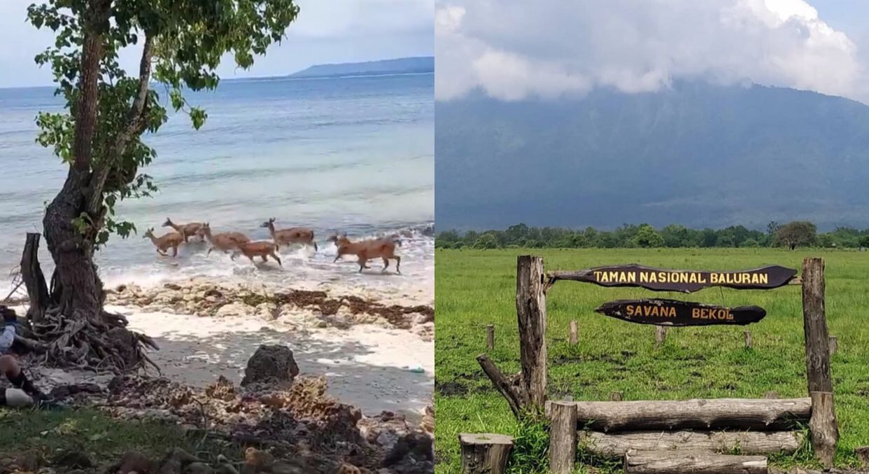 Liburan Murah ke Banyuwangi! 5 Destinasi Cantik dengan Tiket Masuk di Bawah Rp10 Ribu