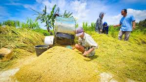 Nilai Tukar Petani per November 2025 Turun 0,23 Persen jadi 124,05