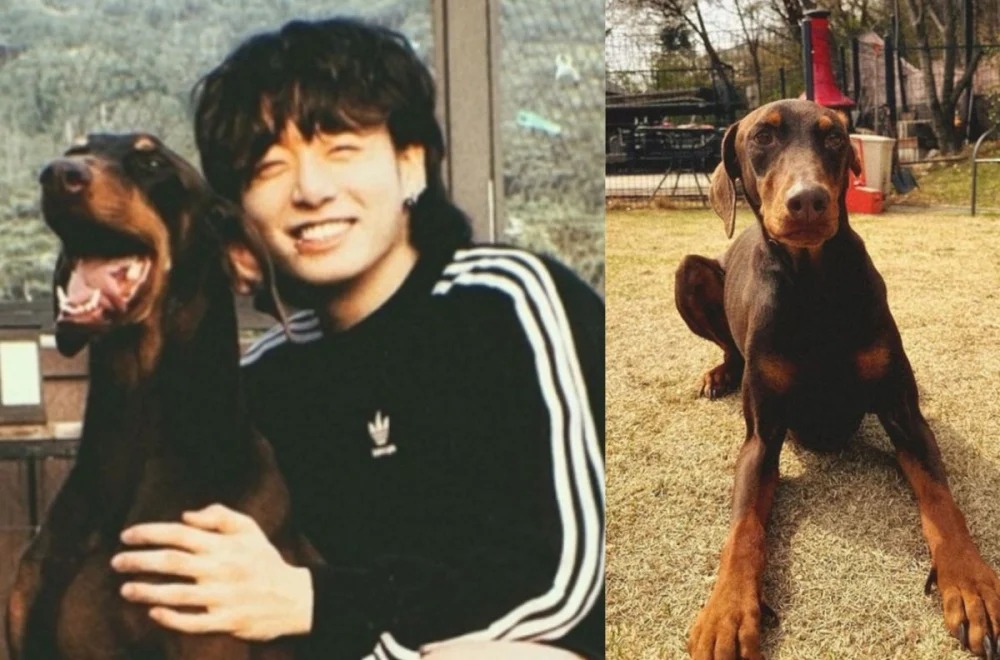 Usai Rumor Pacaran dengan Winter Aespa, Jungkook BTS Dituding Tinggalkan Anjing Bam, Netizen Ngamuk!