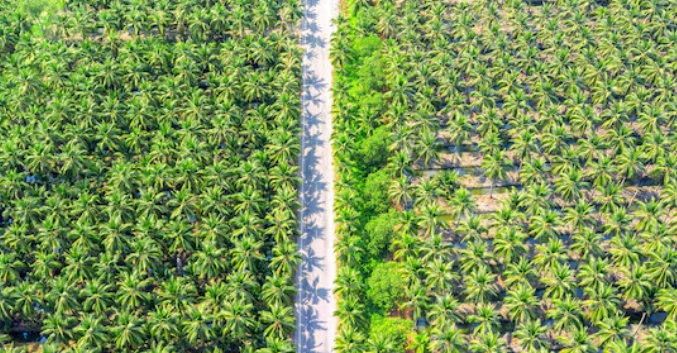 Selain Deforestasi, Ini Ancaman Masif Ubah Hutan Jadi Perkebunan Sawit
