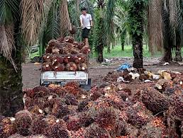 Fondasi Daya Saing Nasional akan Rapuh jika Bergantung pada Komoditas Primer 