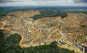 Belajar dari Bencana Sumatera, Hentikan Perluasan Sawit ke Papua!