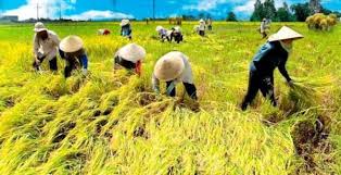 Produksi Beras Nasional Surplus 4 Juta Ton Dibandingkan Kebutuhan Nasional