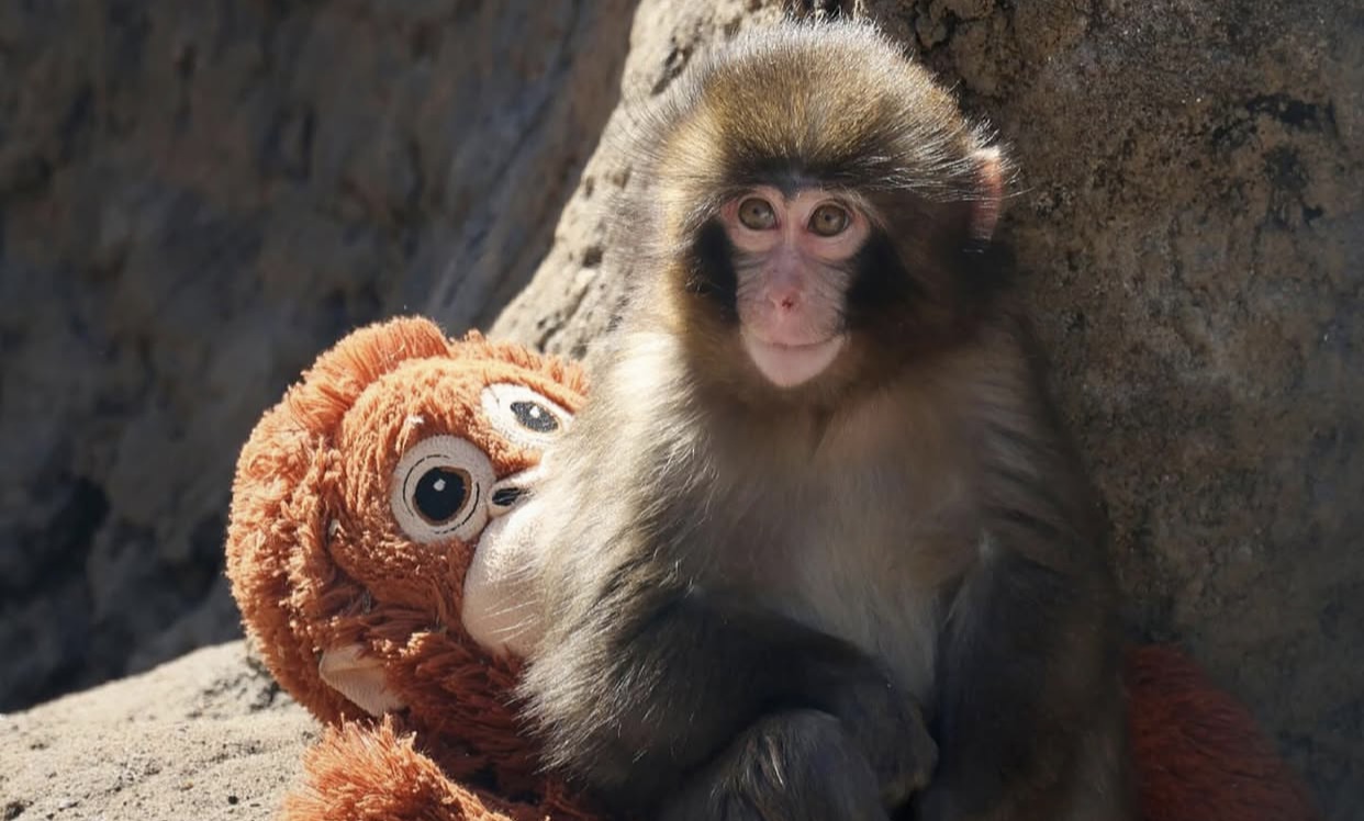 Viral Punch si Bayi Monyet, Harga Boneka Orangutan IKEA Tembus Jutaan Rupiah