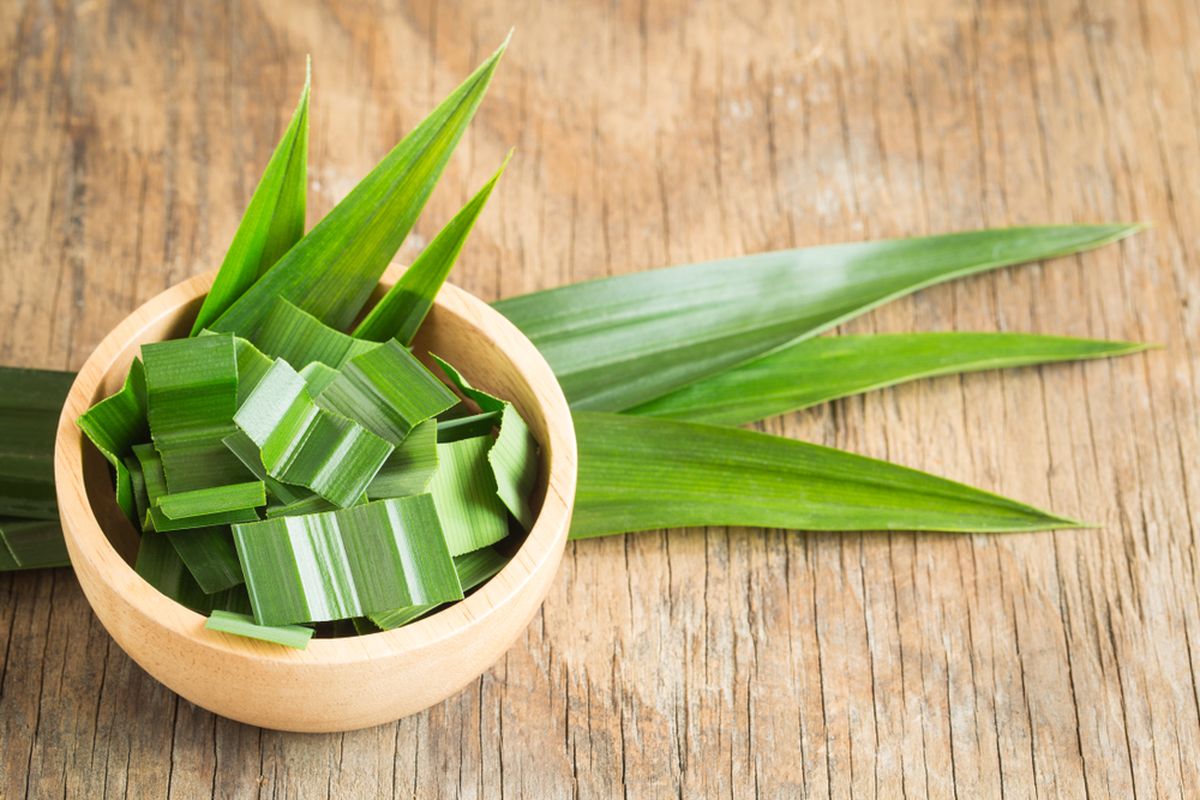 Tips Cantik Alami! Cara Mengolah Daun Pandan Jadi Skincare Ampuh untuk Jerawat hingga Pori Besar