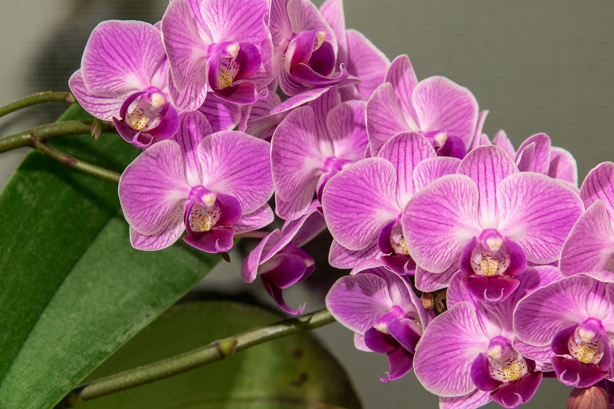 11 Tanaman Hias Bunga Cantik: Dari Mawar Romantis hingga Anggrek Eksotis