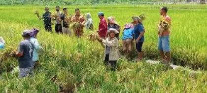 Waspadalah! Dunia Diambang Krisis Pangan Global