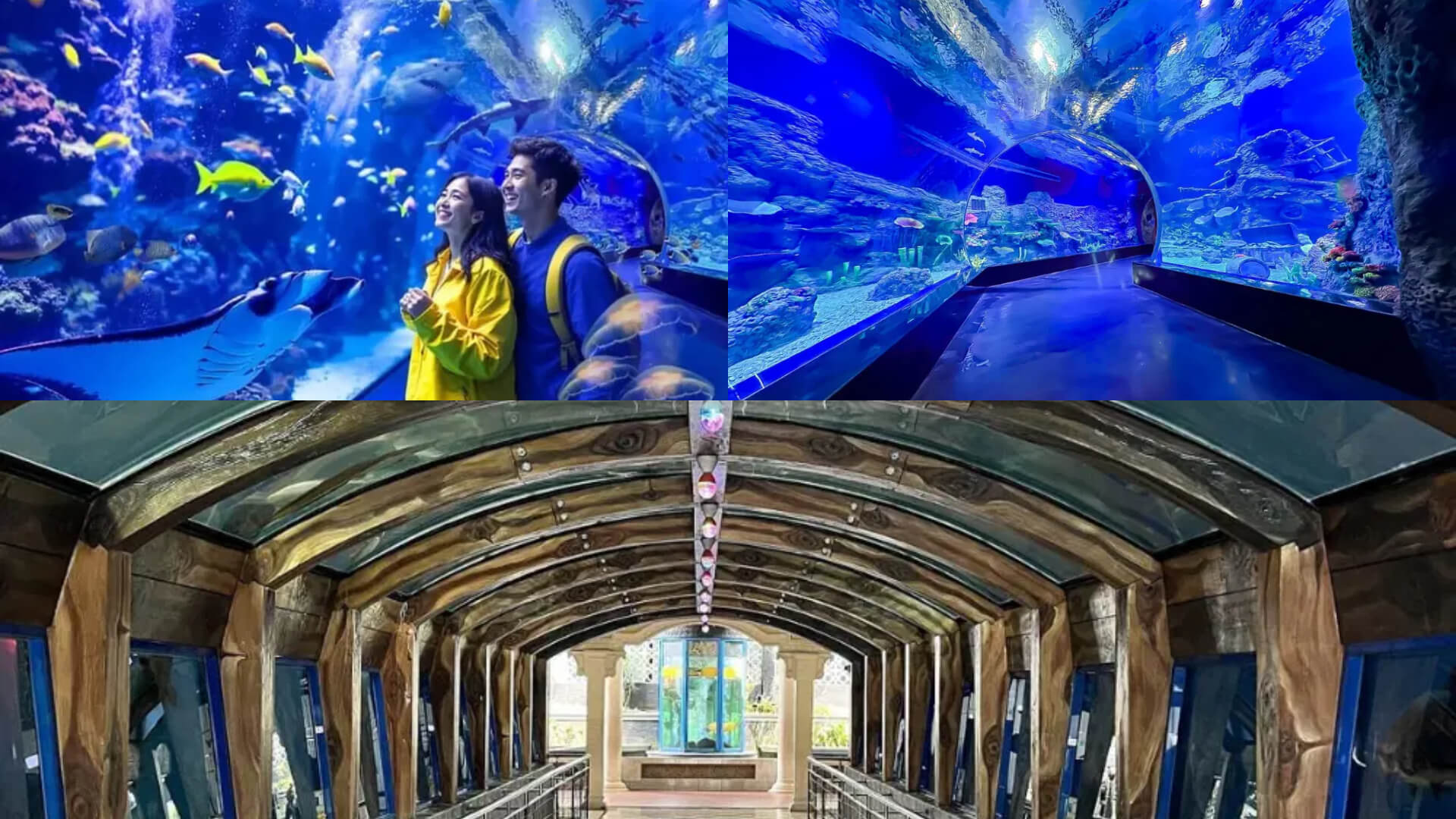 7 Wisata Aquarium Date di Indonesia, dari Jakarta sampai Malang yang Romantis Banget!