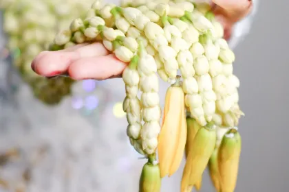 7 Cara Menyimpan Ronce Melati agar Tetap Segar dan Wangi, Tidak Mudah Layu!