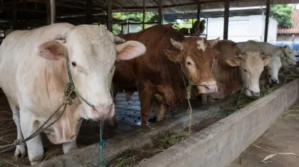 Harga Sapi Kurban 2026 Terbaru, Simak Rincian Berdasarkan Jenis Ternak