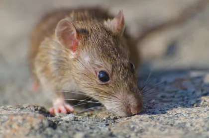 Apa Itu Hantavirus? Ini Penyebab, Gejala HPS, dan Cara Penanganannya yang Tepat