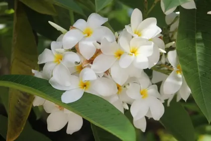 5 Jenis Kamboja dengan Bunga Cantik yang Cocok untuk Pekarangan Rumah