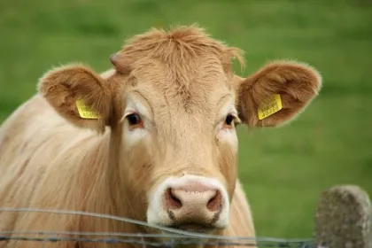 Pilih Kurban Sapi Patungan atau Kambing Sendiri? Ini Penjelasan Keutamaannya dalam Islam