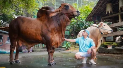 Kekayaan Irfan Hakim dari Bisnis Kurban, Laris Diborong Seskab Teddy hingga Raffi Ahmad