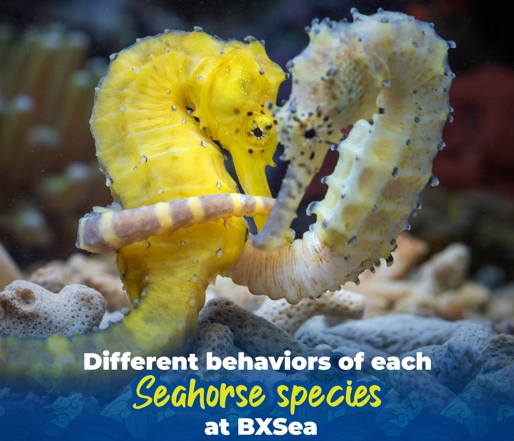 BXSea Oceanarium Gandeng YO-GYO Aquarium Jepang, Perkuat Misi Konservasi Biota Laut