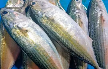 Ikan Lokal Bergizi Tinggi y...