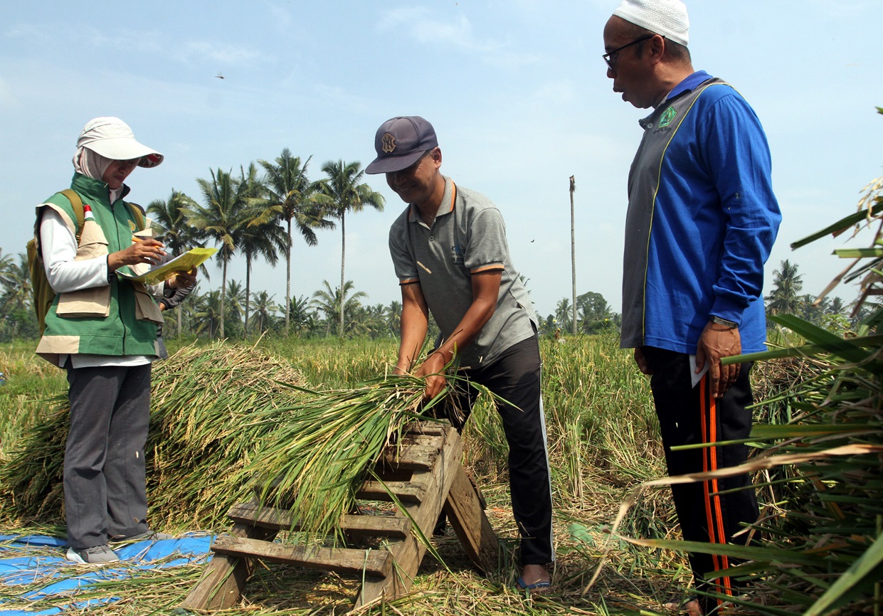 Klaim Petani Kini Bisa Libu...