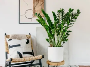 Ingin Rumah Terlihat Lebih Estetik? Coba 5 Tanaman Hias Indoor Ini