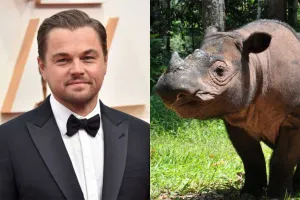Leonardo DiCaprio Gelontorkan Rp3,6 Triliun Selamatkan Badak Sumatra, Pemerintah Kapan?