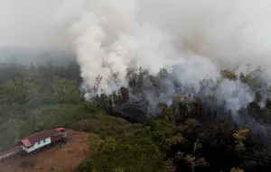 Kabut Asap Karhutla Memburu...