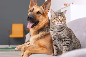 Tim Anjing atau Kucing? Ahl...