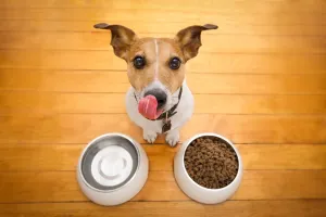 Viral Tren Diet Ekstrem di China, Anak Muda Sengaja Ngemil Makanan Anjing! 