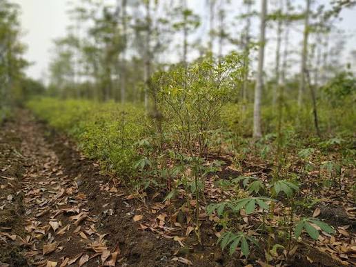 Agar Tidak Merugikan Lingku...