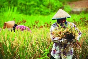 Hadapi Krisis Global, Indonesia harus Terus Memperkuat Ketahanan Pangan