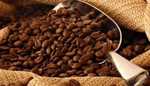 Kopi Gayo Aceh Masuk Daftar...