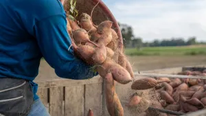 10 Sayuran Pengganti Nasi u...