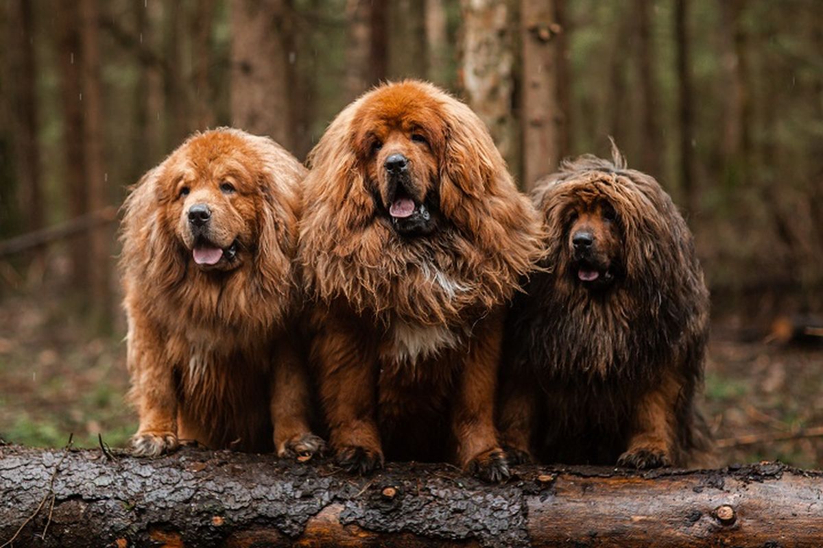 9 Ras Anjing Termahal di Du...